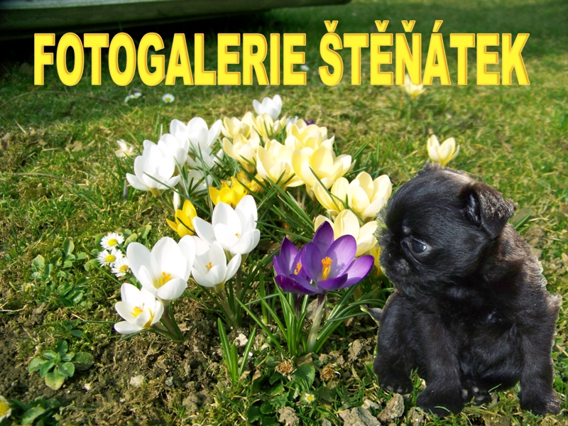 Fotogalerie štěňátek
