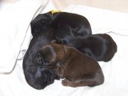 Siesta